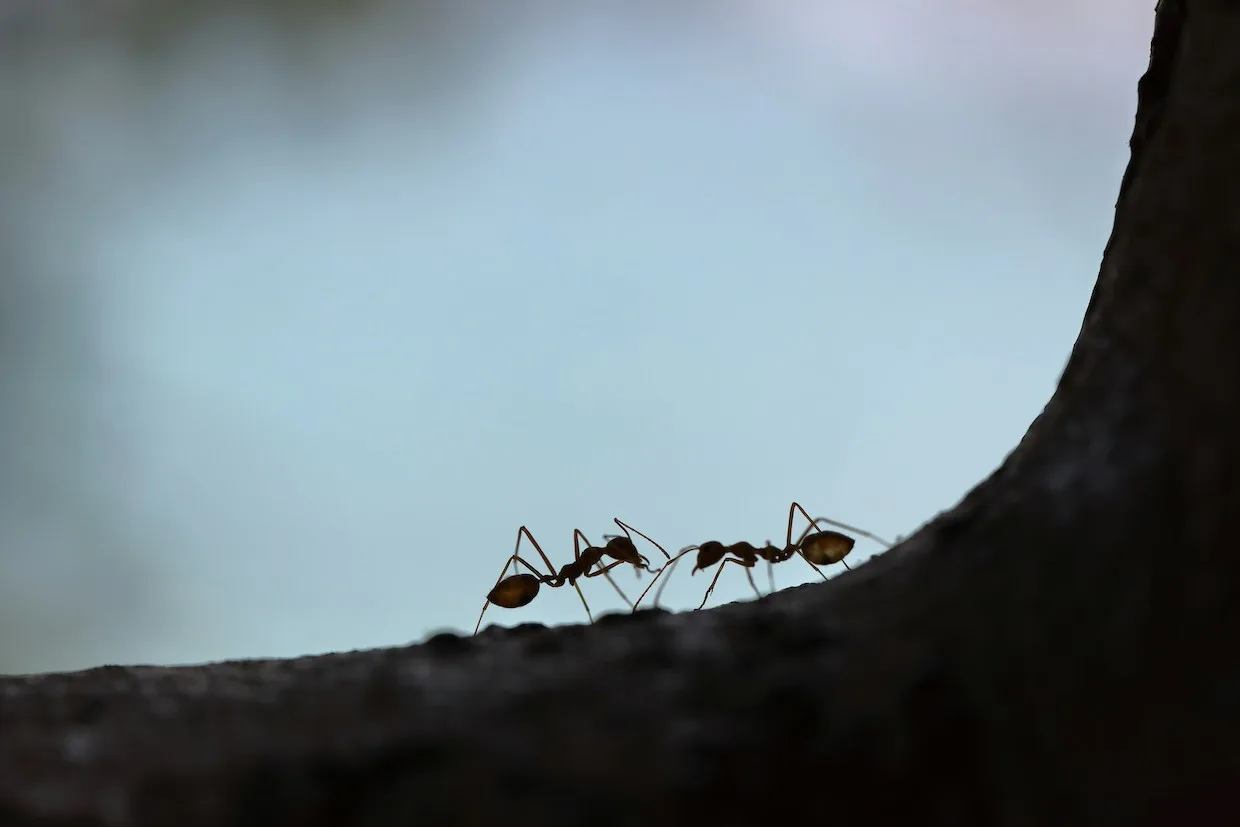 Weekly Coffee News: Ants and Borers + Regulating Health Claims